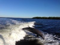 Delphine - vom Boot aus aufgenommen